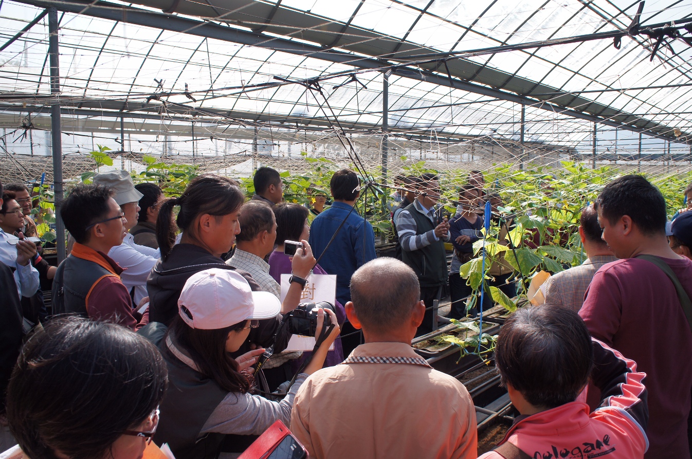 與會農友觀摩 有機液菌肥在茄果、瓜果類蔬菜 的施用效果