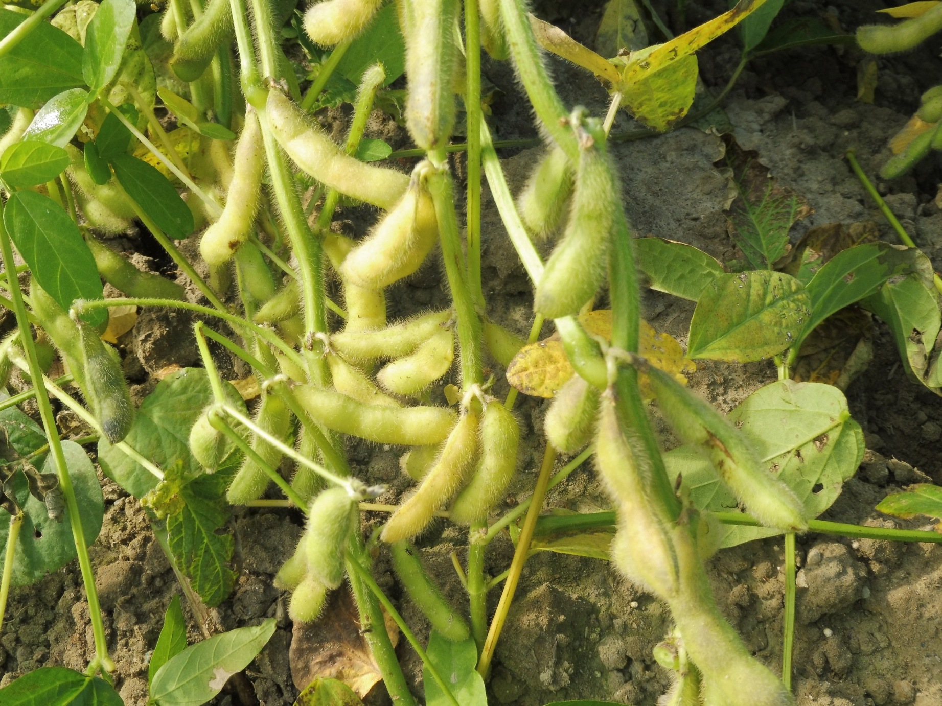 大豆高雄選 10 號結莢情形良好