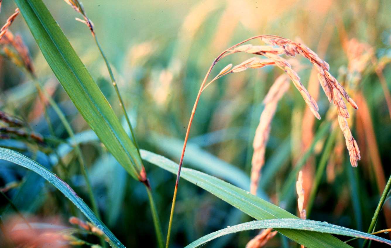 水稻穗稻熱病病徵