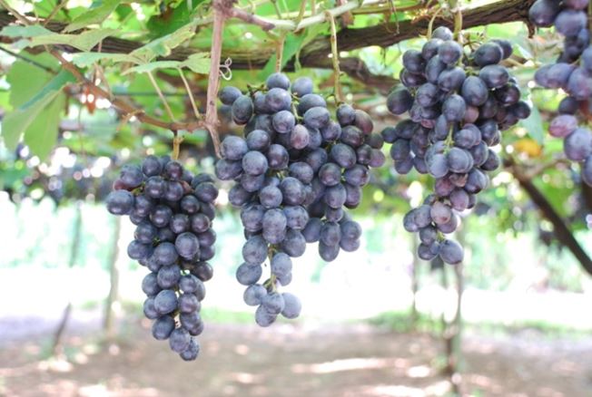 葡萄 ‘ 台中 2 號 ’ 鮮果紫黑色，果粒具特殊香氣。
