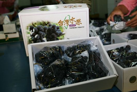 外銷高品質溫室葡萄包裝，每盒 4-5 果穗。