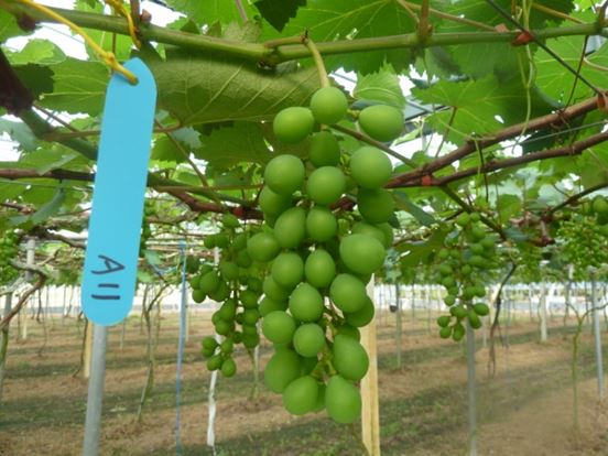 LED 紅光電照處理可增加溫室葡萄著果。