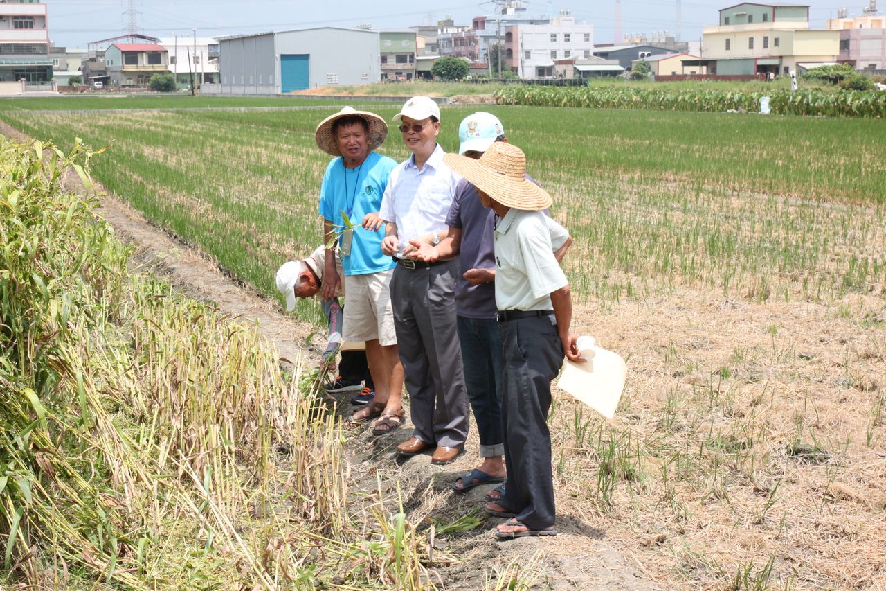 林學詩場長與農友田間分享薏苡栽培經驗及注意事項 