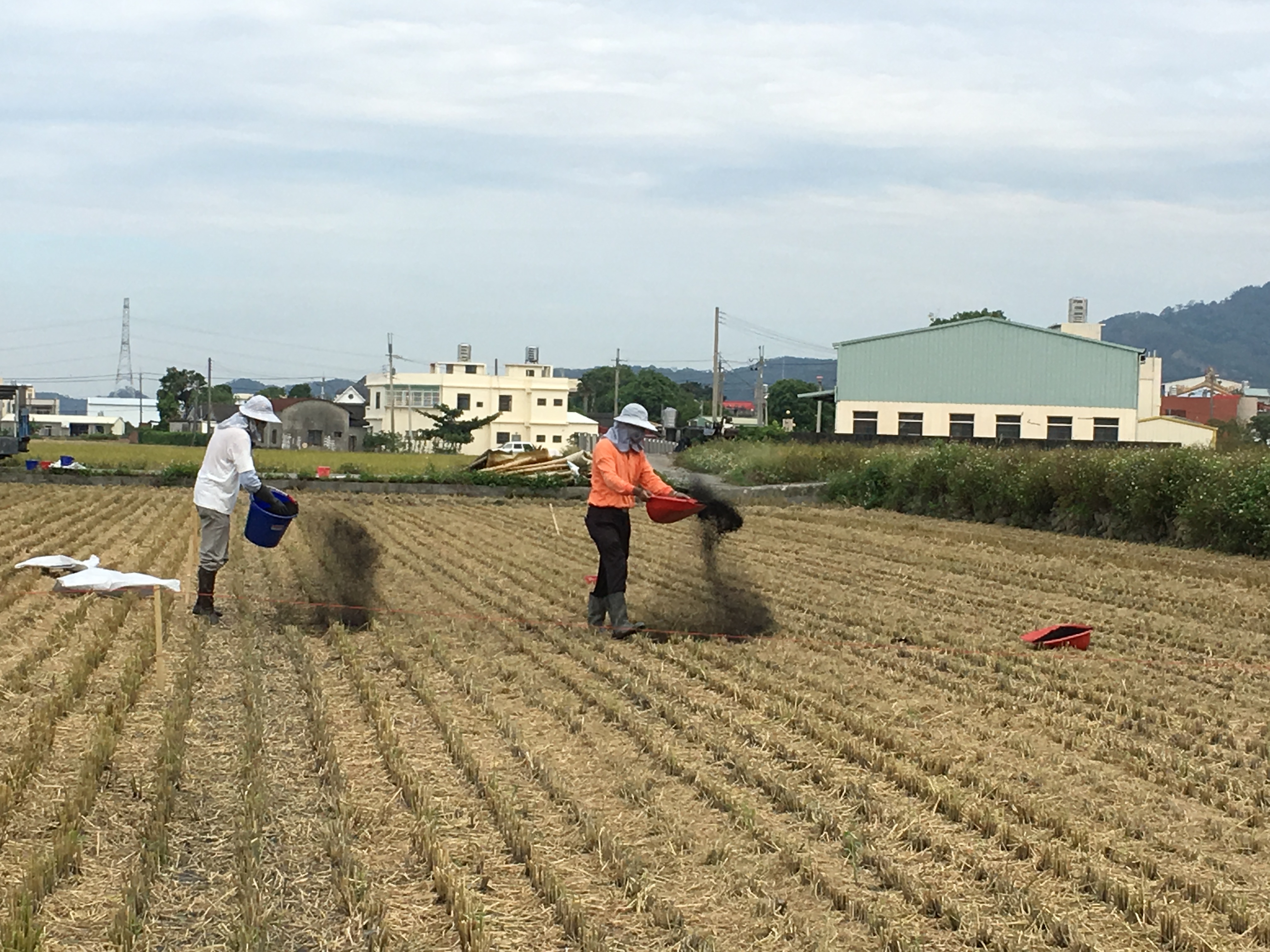 短期作物於整地前施用生物炭。