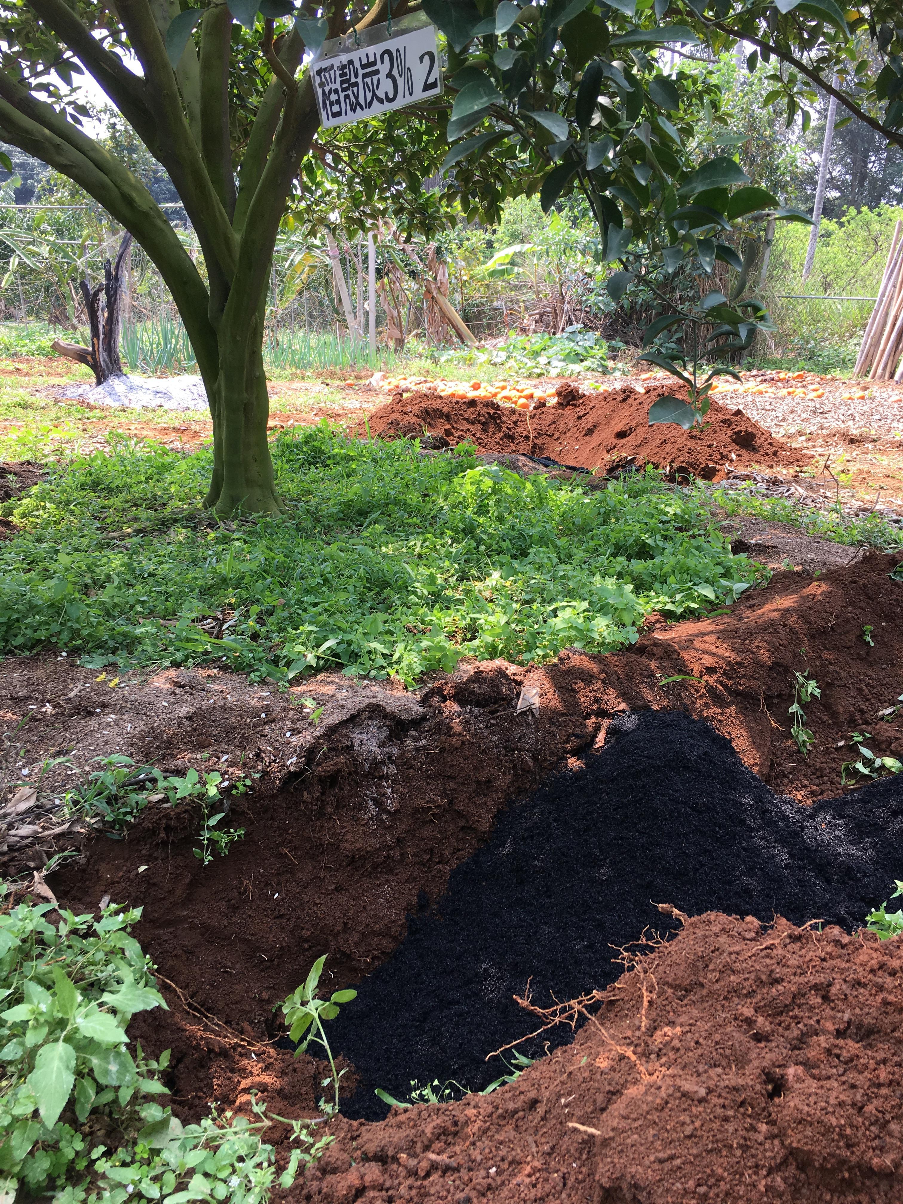 長期作物採穴施法施用。