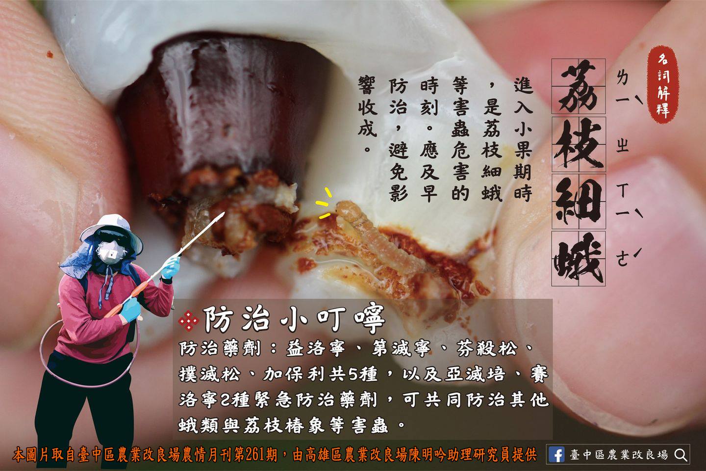 荔枝細蛾防治小叮嚀
