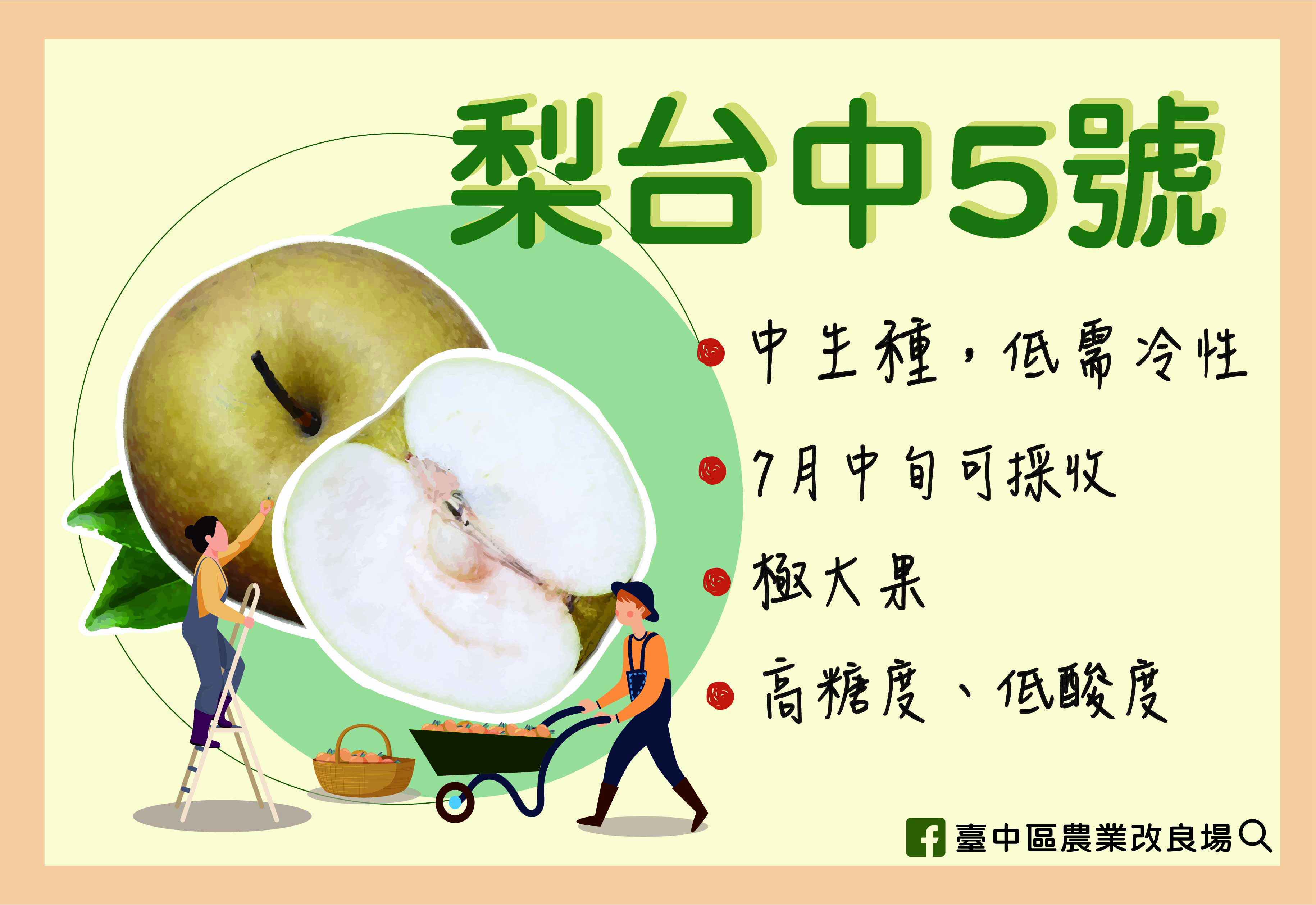 梨台中5號特點簡介