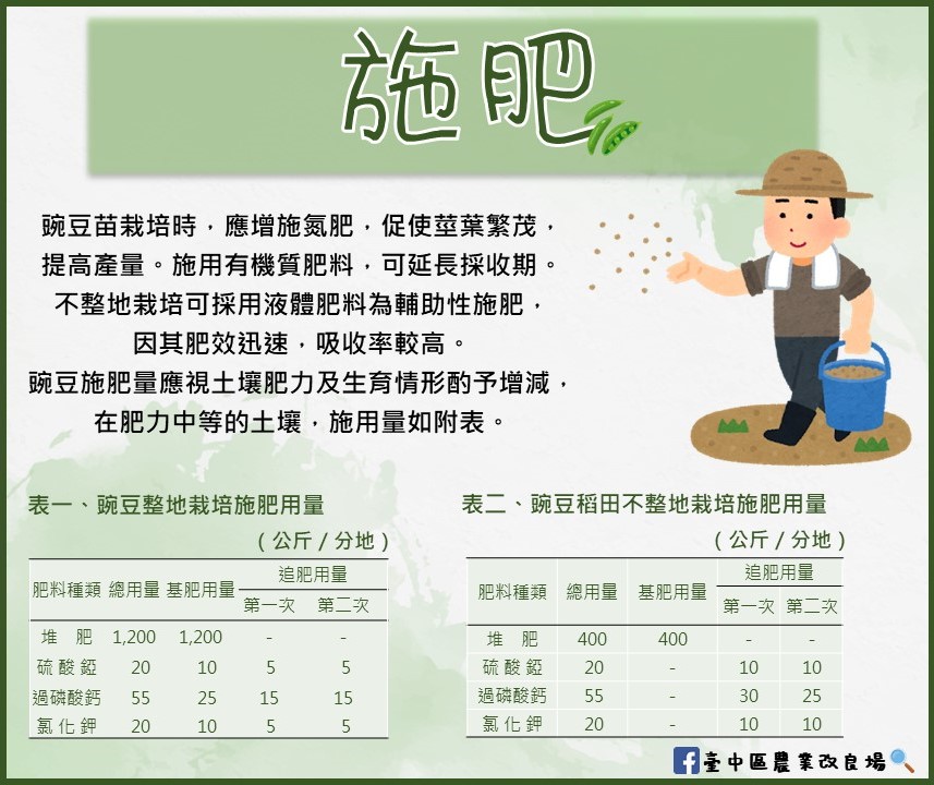 豌豆栽培技術介紹-施肥
