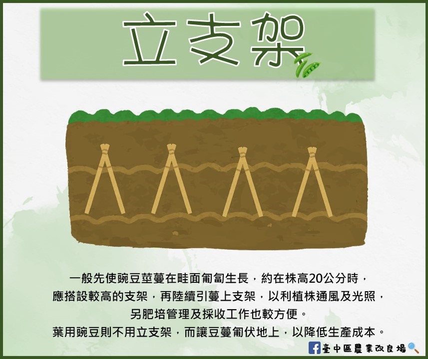豌豆栽培技術介紹-立支架