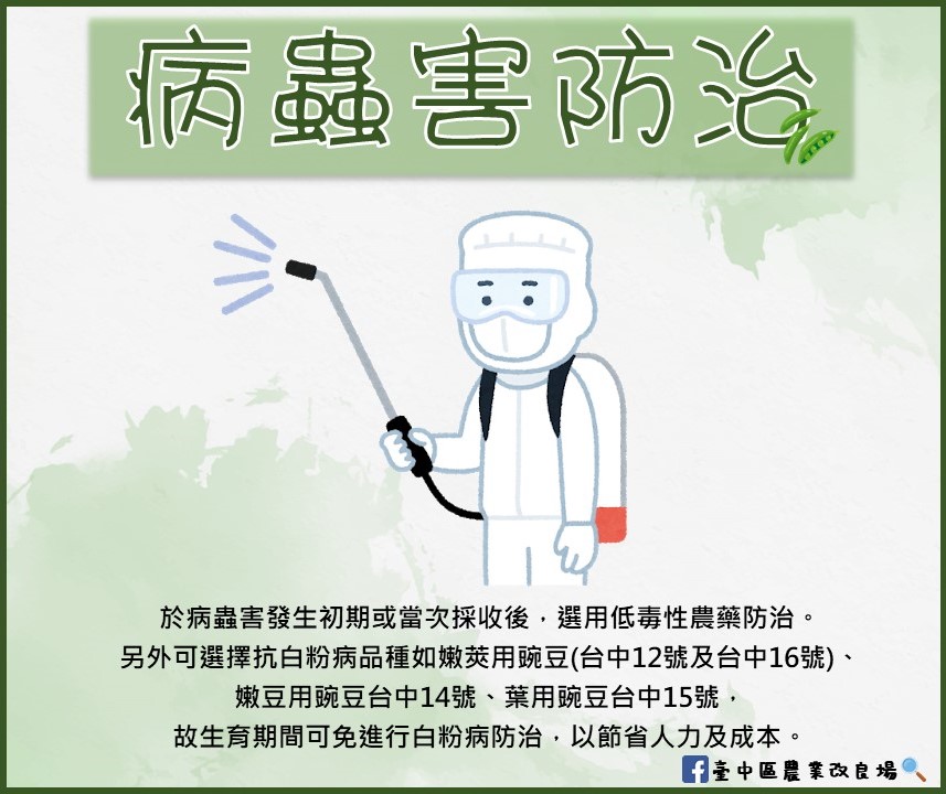 豌豆栽培技術介紹-病蟲害防治