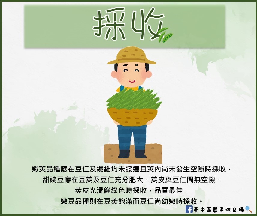 豌豆栽培技術介紹-採收