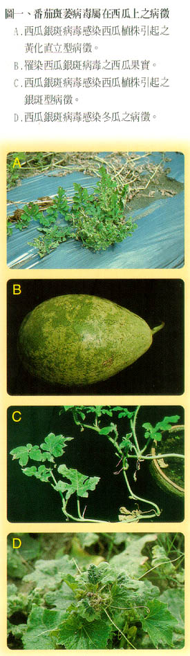 圖一、蕃茄班萎病毒屬在西瓜上之病徵