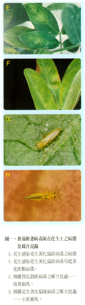 圖一、蕃茄班萎病毒屬在西瓜上之病徵