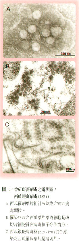 圖二、蕃茄斑萎病毒之電顯圖:西瓜銀斑病毒