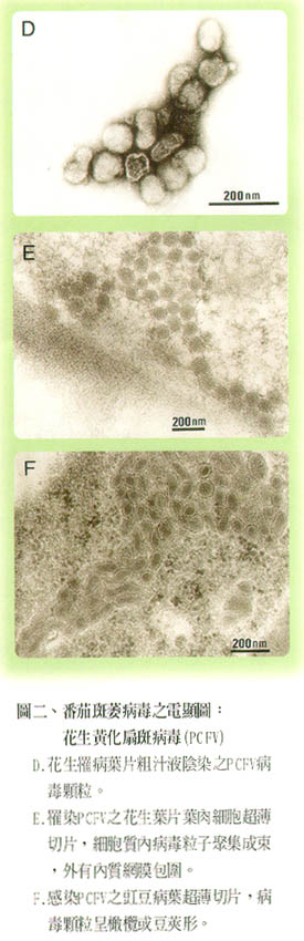 圖二、蕃茄斑萎病毒之電顯圖:花生黃化扇斑病毒