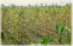 蔬菜方面的颱風豪雨災害農作物的損害預防與復育措施