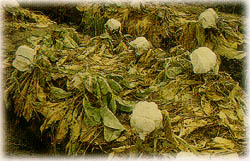 蔬菜方面的颱風豪雨災害農作物的損害預防與復育措施