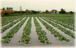 蔬菜方面的颱風豪雨災害農作物的損害預防與復育措施