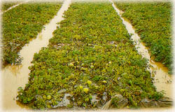 蔬菜方面的颱風豪雨災害農作物的損害預防與復育措施