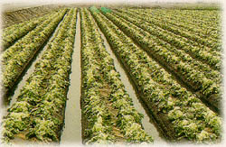 蔬菜方面的颱風豪雨災害農作物的損害預防與復育措施