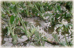 颱風造成農業災害