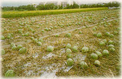 颱風造成農業災害