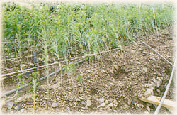 颱風造成農業災害