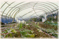 颱風造成農業災害