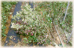 颱風造成農業災害