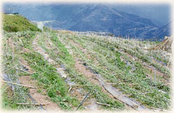 颱風造成農業災害