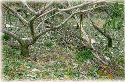 颱風造成農業災害