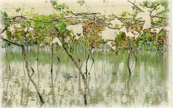 颱風造成農業災害