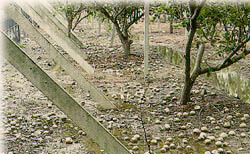 颱風造成農業災害