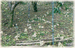 颱風造成農業災害