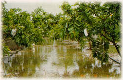 颱風造成農業災害