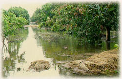 颱風造成農業災害