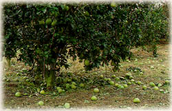 颱風造成農業災害