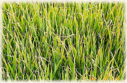 水稻方面的颱風豪雨災害農作物的損害預防與復育措施