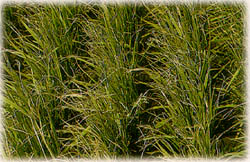 水稻方面的颱風豪雨災害農作物的損害預防與復育措施