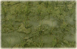 水稻方面的颱風豪雨災害農作物的損害預防與復育措施