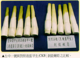 台中一號與對照敢當早生帶殼筍比較