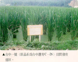 台中一號田間發育盛狀