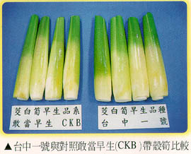 台中一號與對照敢當早生帶殼筍比較