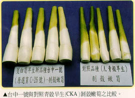 台中一號與對照青殼早生剝殼筍比較