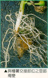 與種薯交接部位之莖部褐變