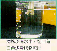病株於清水中，切口有白色煙雲狀物流出