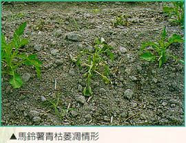 馬鈴薯青枯萎凋情形