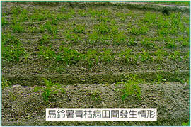 馬鈴薯青枯病田間發生情形