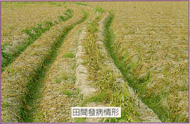 馬鈴薯晚疫病田間發病情形