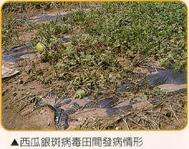 西瓜銀斑病毒田間發病情形
